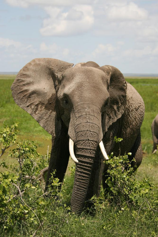 African Elephant Amboseli Kenya Wall Mural