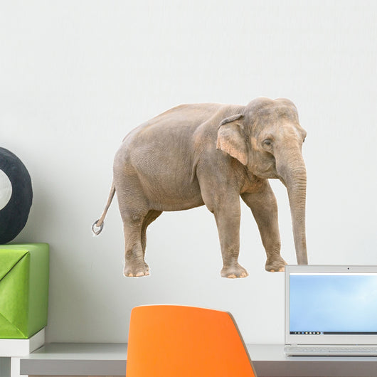 Asian elephant young female cutout Wall Decal