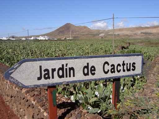Jardin Cactus Guatiza Wall Decal