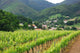 Iroulguy Vineyard Basque Country