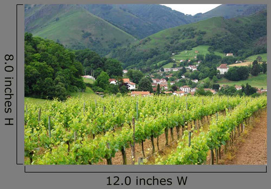 Iroulguy Vineyard Basque Country