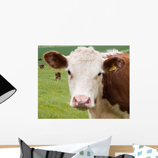 Friendly Cow