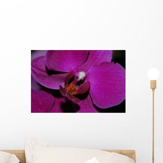 Orchidee