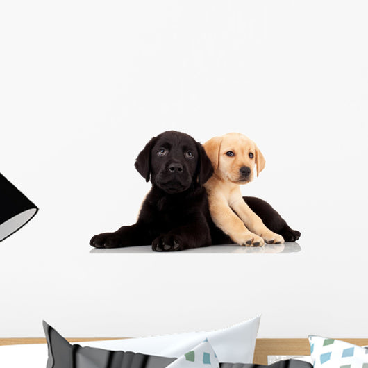 Two Cute Labrador Puppies