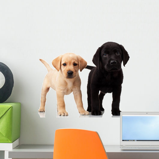 Two Cute Labrador Puppies