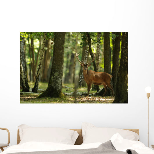 Deer 4 Wall Mural