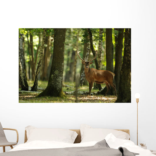 Deer 4 Wall Mural