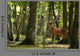 Deer 4 Wall Mural