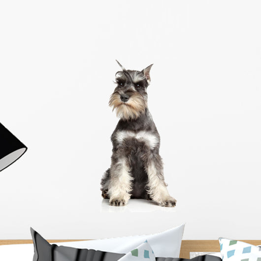 Miniature Schnauzer White