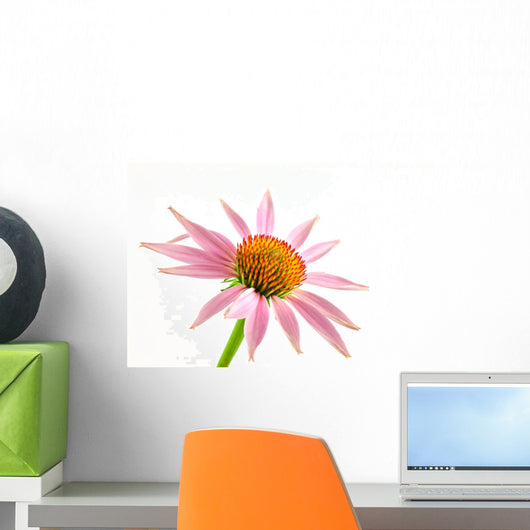 Echinacea