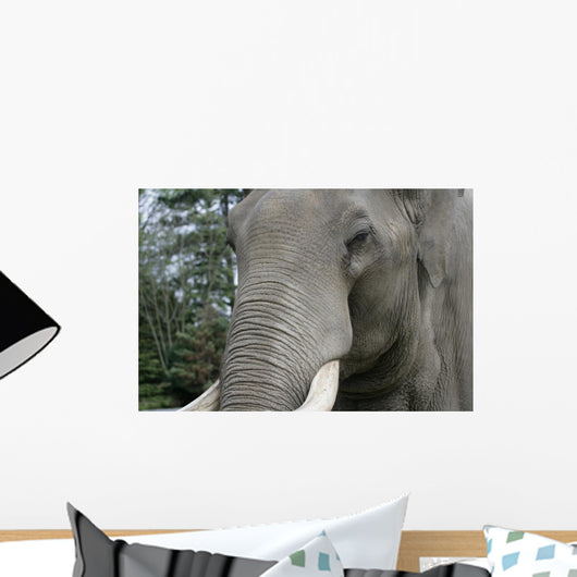 Elephant Portrait Wall Mural