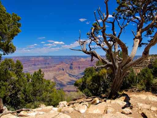 Grand Canyon Trees and Bushes Wall Decal