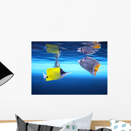 Tropical Fishes