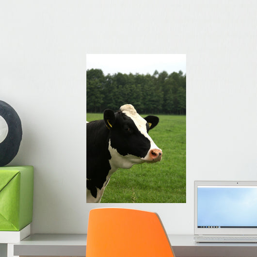 Cow Portrait