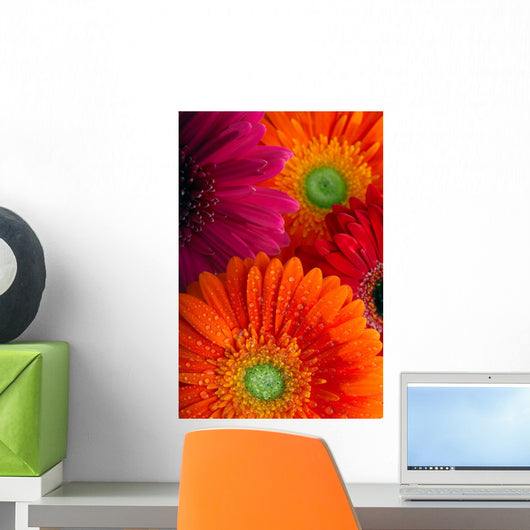 Daisy-gerbera