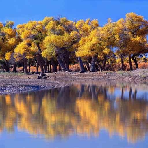 Autumn Forest and Pond Wall Decal