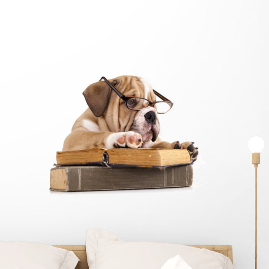Dog Decals - Purebred English Bulldog in Glasses with Book Wall Decal