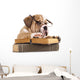Dog Decals - Purebred English Bulldog in Glasses with Book Wall Decal