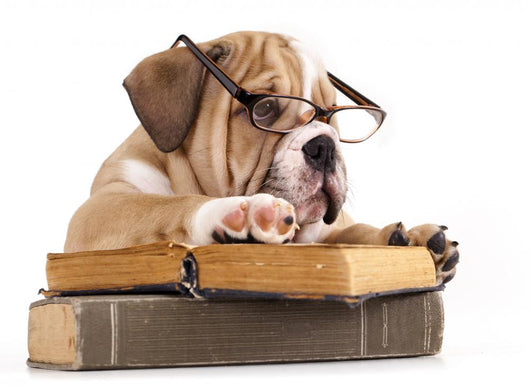 Dog Decals - Purebred English Bulldog in Glasses with Book Wall Decal