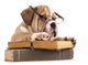 Dog Decals - Purebred English Bulldog in Glasses with Book Wall Decal