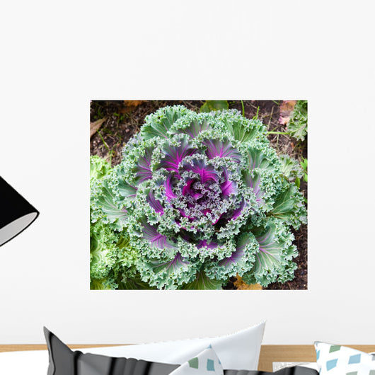 Decorative Cabbage