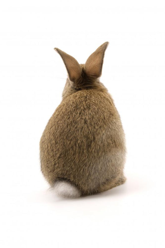Adorable Rabbit Wall Decal