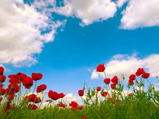 Poppy's Field Wall Decal