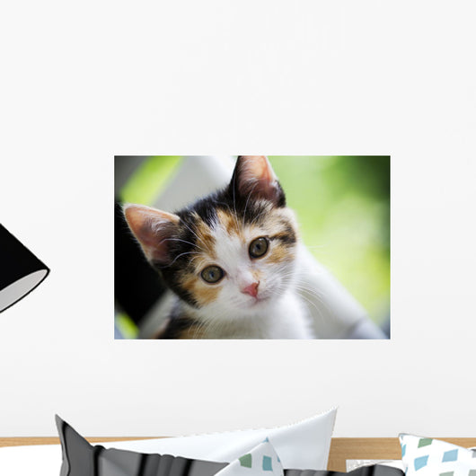 Kitten Innocence Wall Mural