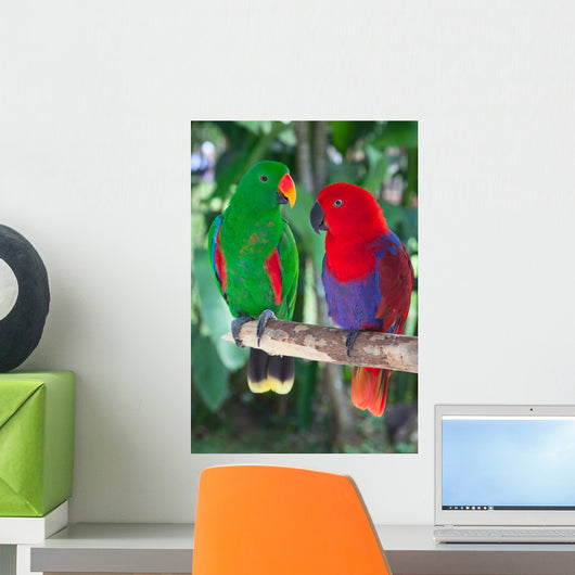 Pair Lori Parrots