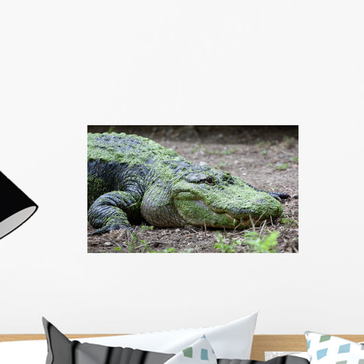 Large Scum-covered Alligator Wall Mural