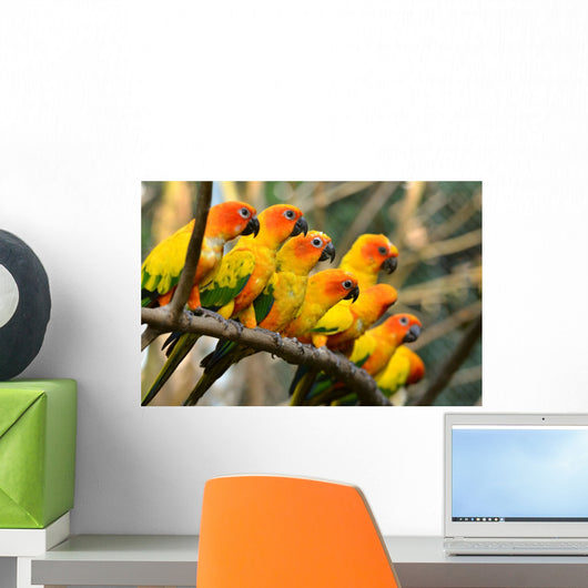 Sun Conure