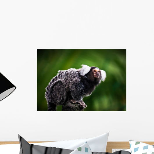White tufted ear Marmoset Wall Mural