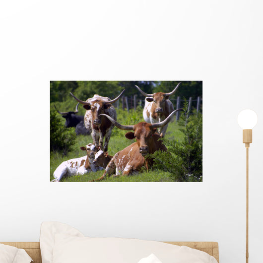 Longhorn Cattle Wall Mural