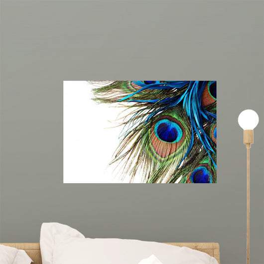 Peacock Feather