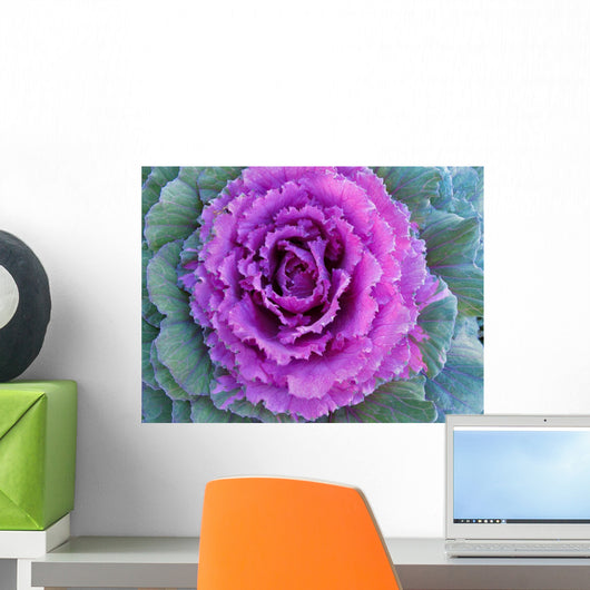 Purple Cabbage or Kale