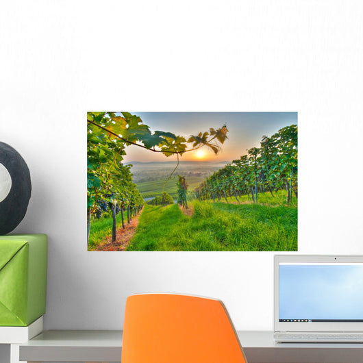 Vine Vineyard
