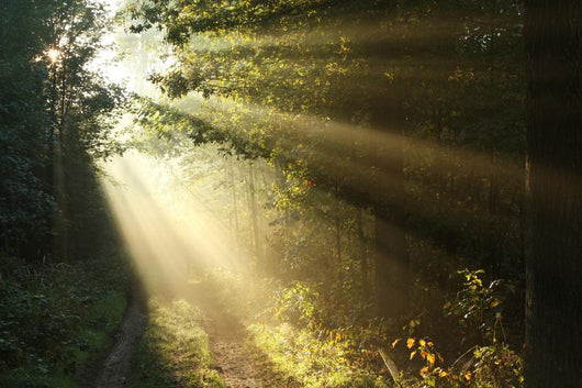 Path Autumn Forest Foggy