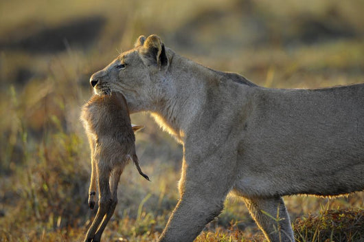 Lioness with Prey Wall Mural