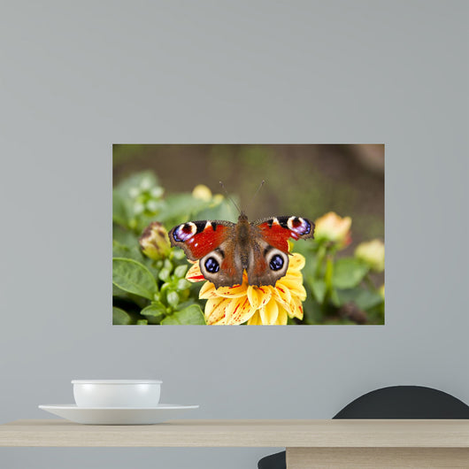 Butterfly Flower Wall Mural