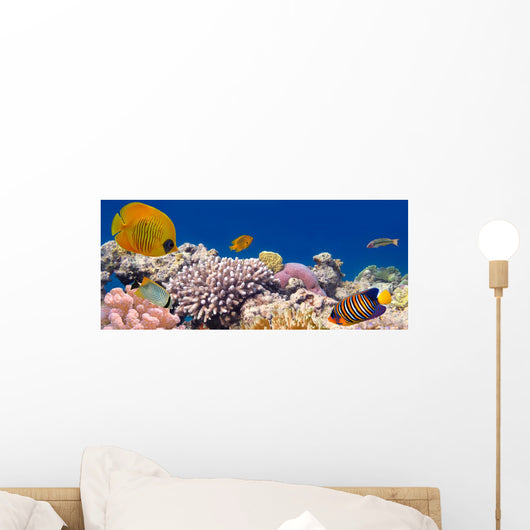 Underwater panorama with Masked Butterfly Fish Red Sea Egypt Wall Mural