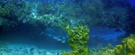 Underwater Panoramic Wall Decal