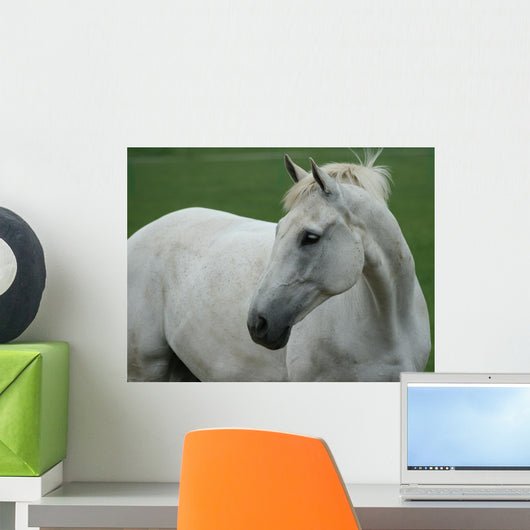white horse Wall Mural