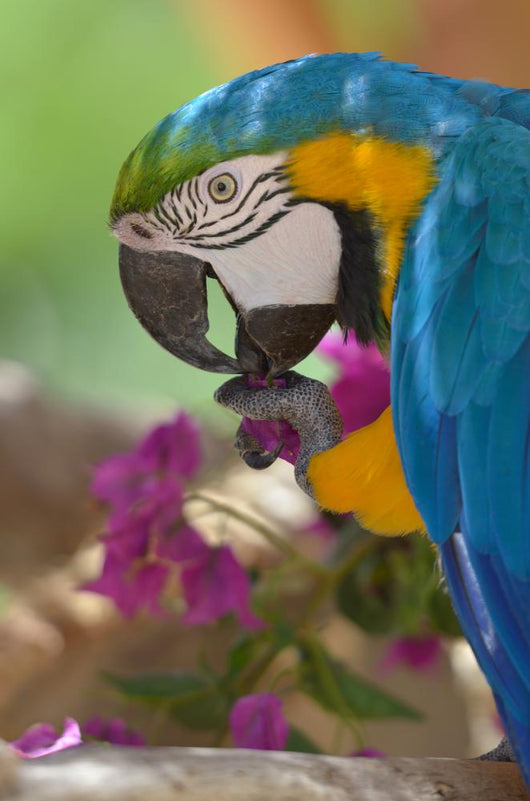 Now Parot