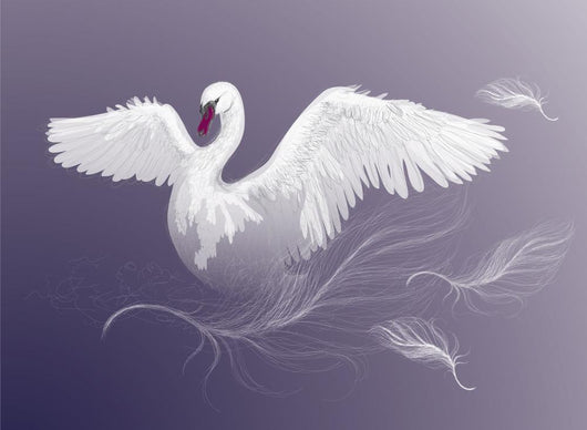 Swan Beautiful White Bird