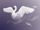 Swan Beautiful White Bird