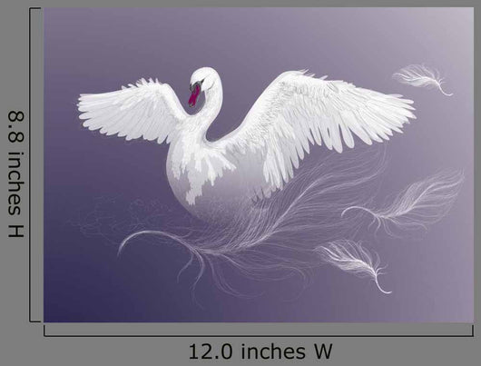 Swan Beautiful White Bird