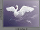 Swan Beautiful White Bird