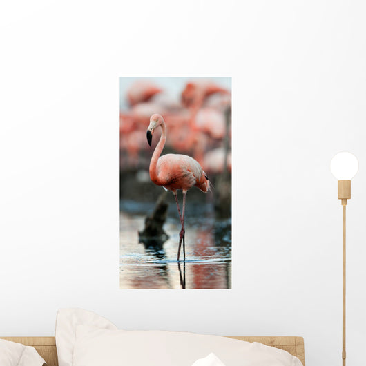 Portrait of the American Flamingo. Wall Mural