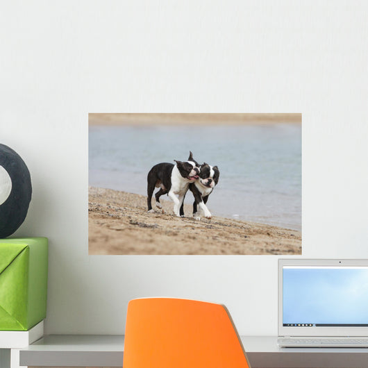 Couple Boston Terriers Playing