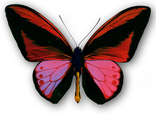 Papillon Wall Decal